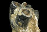 Two Desmostylus Molars (Hippo-Like Animal) In Rock - California #154322-2